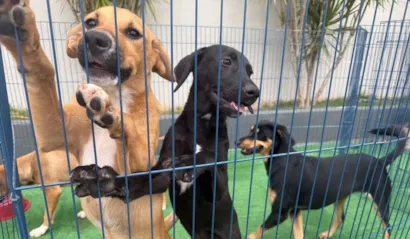 Feira de adoção de cães e gatos em Cariacica no sábado, 24/10/2026, a partir das 10h no Shopping Moxuara. Adote um novo amigo!