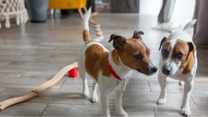 Feira de adoção gratuita de cães e gatos em Campinas