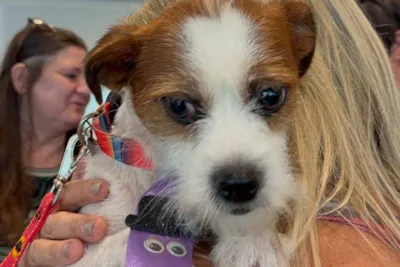 Feira de adoção de cães em São José do Rio Preto