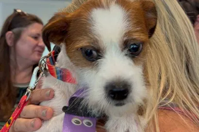 Feira de adoção de cães em São José do Rio Preto