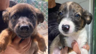 Feira de adoção de cães em Taubaté nesta sexta