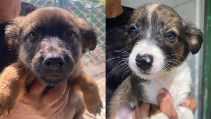 Feira de adoção de cães em Taubaté acontece em 23 de outubro, na Praça Santa Terezinha, com vacinação e microchipagem gratuitas.