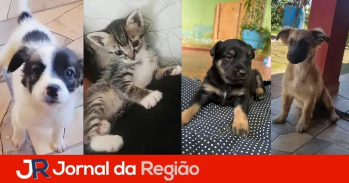 Feira de adoção em Jundiaí acontece sábado, 24 de outubro, das 10h às 14h, na Cobasi, com cães e gatos resgatados.