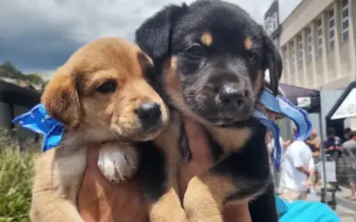 Campanha para adoção de cães em Nova Friburgo