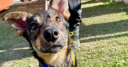 Feira de adoção de cães em São José dos Campos