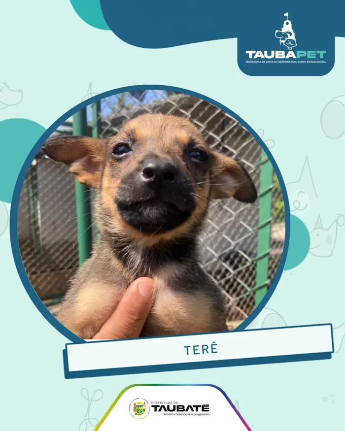 Feira de adoção animal em Taubaté nesta sexta-feira - imagem 2