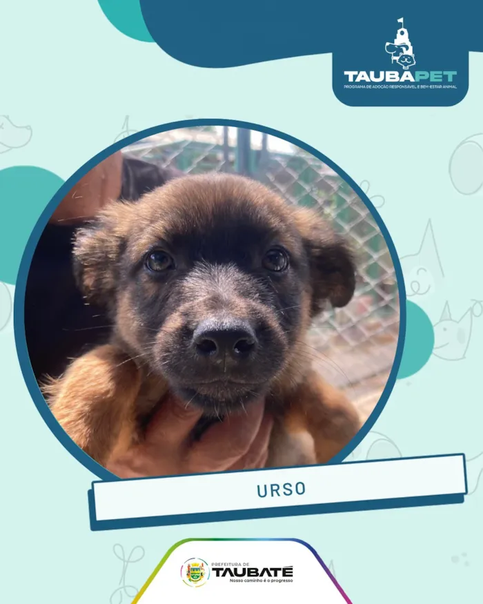 Feira de adoção animal em Taubaté nesta sexta-feira - imagem 3
