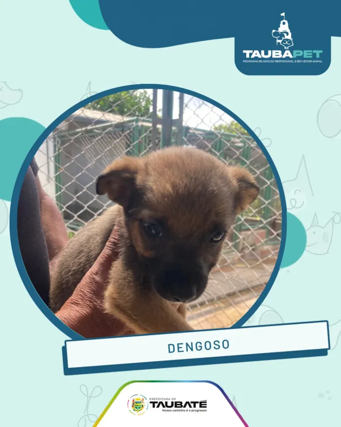 Feira de adoção animal em Taubaté nesta sexta-feira - imagem 4