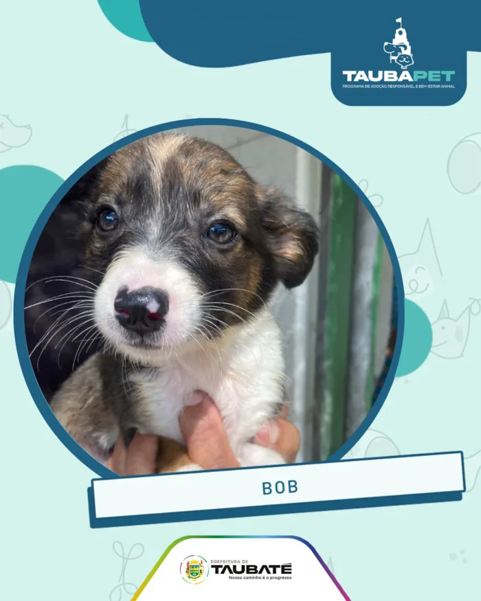 Feira de adoção animal em Taubaté nesta sexta-feira - imagem 5