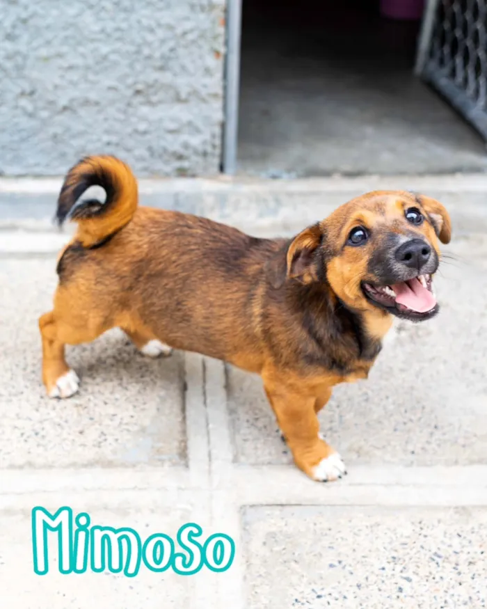 Evento de adoção responsável de cães em Curitiba - imagem 2