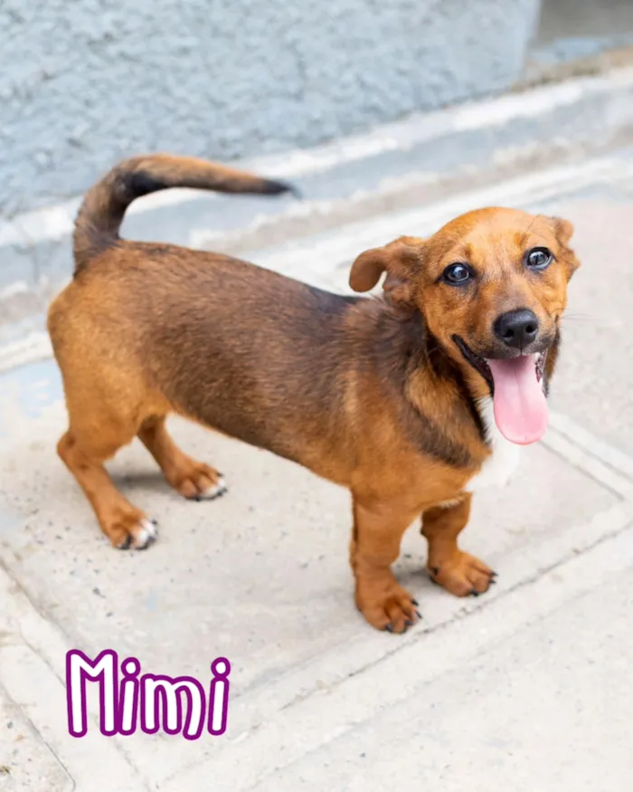 Evento de adoção responsável de cães em Curitiba - imagem 3