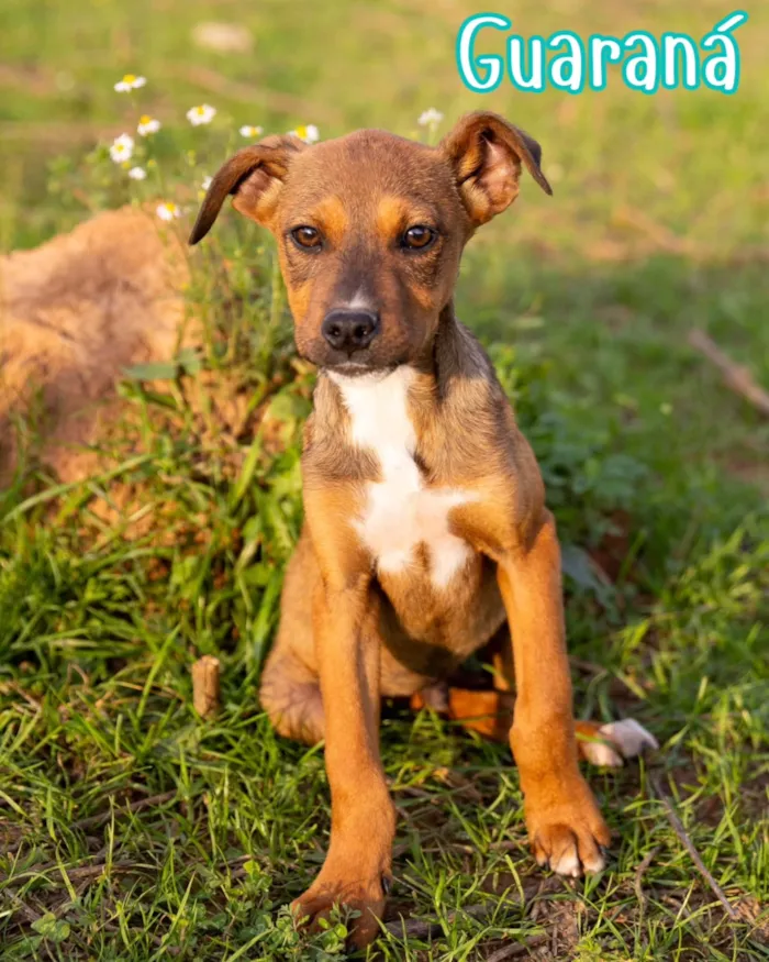 Evento de adoção responsável de cães em Curitiba - imagem 4