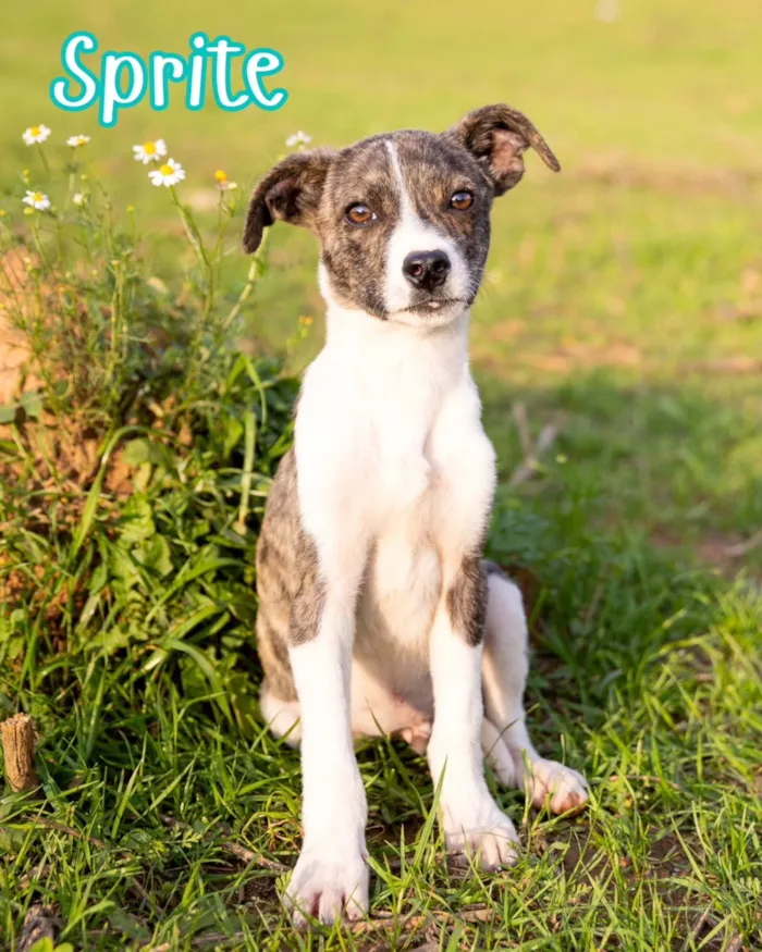 Evento de adoção responsável de cães em Curitiba - imagem 5