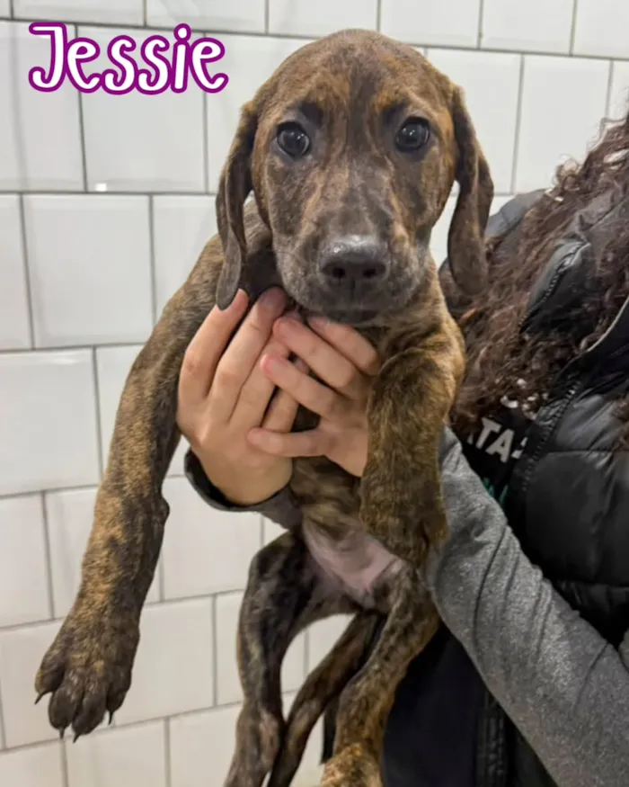 Evento de adoção responsável de cães em Curitiba - imagem 8