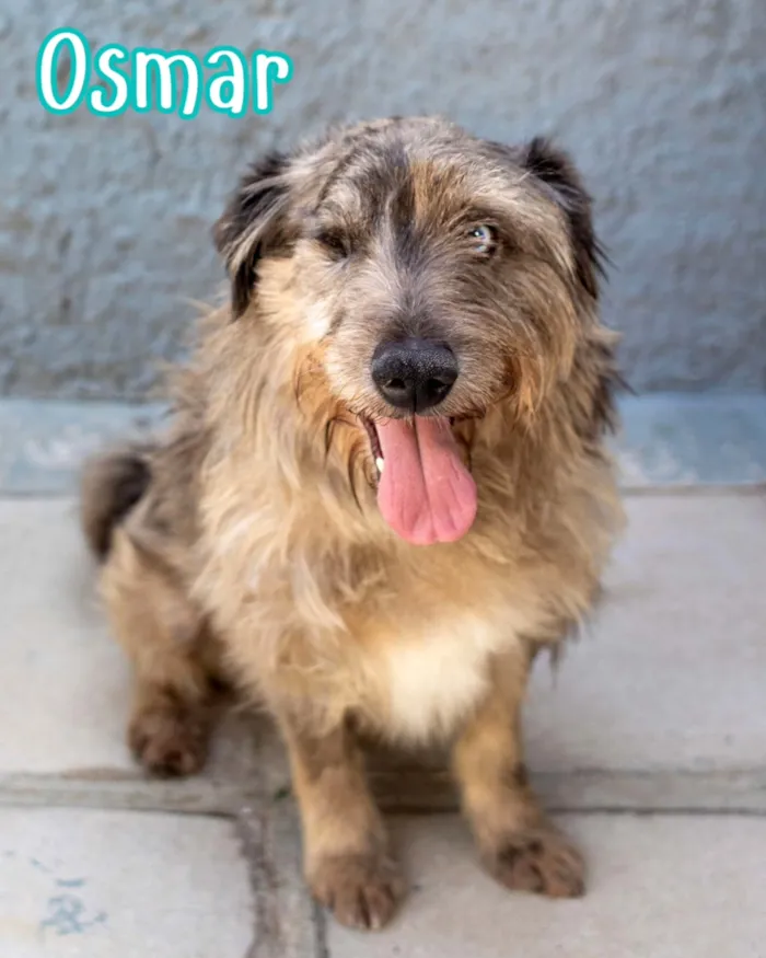 Evento de adoção responsável de cães em Curitiba - imagem 10