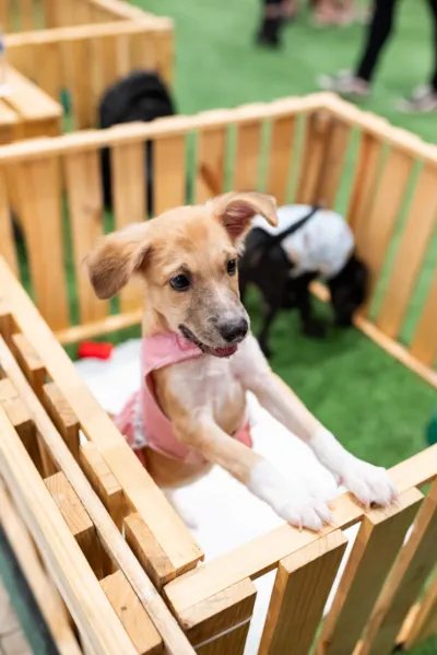 Evento de adoção de cães em São João de Meriti