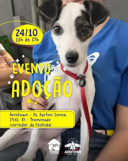 Evento de adoção no Rio de Janeiro: Aerotown Barra