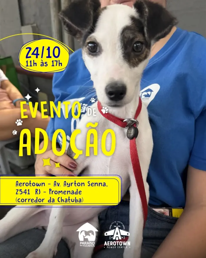 Evento de adoção no Rio de Janeiro acontece em 24 de outubro, das 11h às 17h, no Aerotown, com cães e outros animais à espera de um lar.