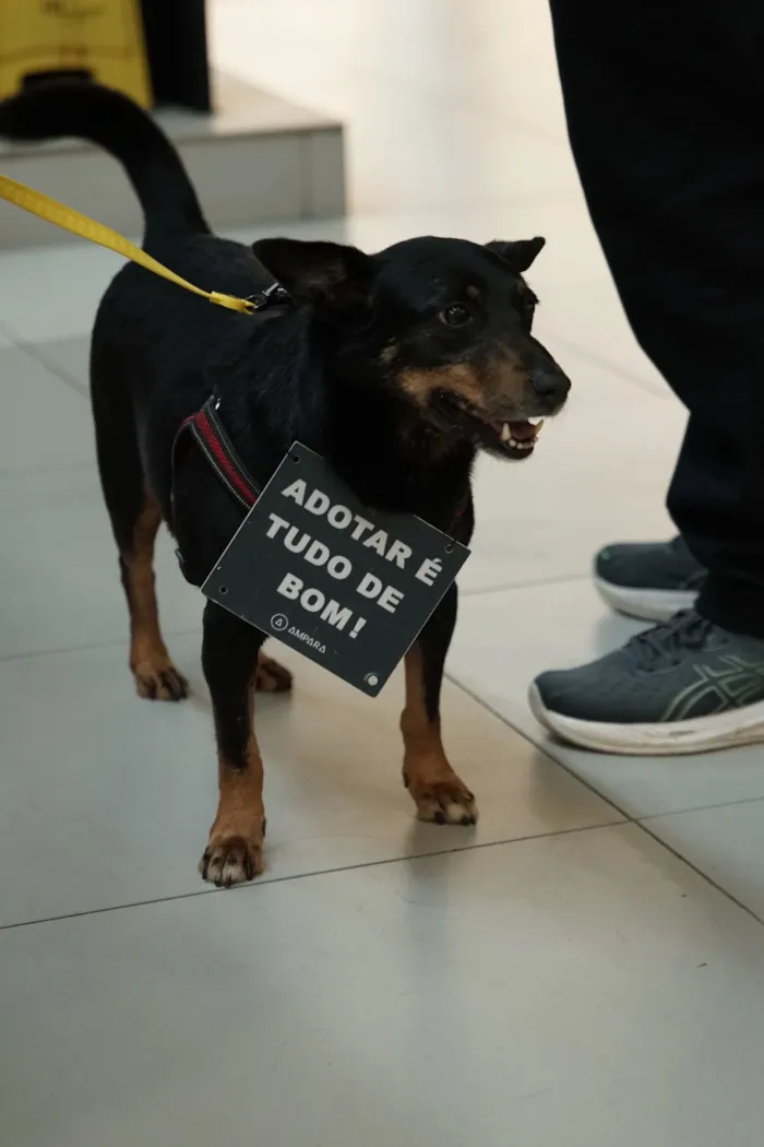Campanha de adoção em Maceió acontece em 24 de outubro, das 8h30 às 13h, com cães vacinados, castrados e prontos para um novo lar.