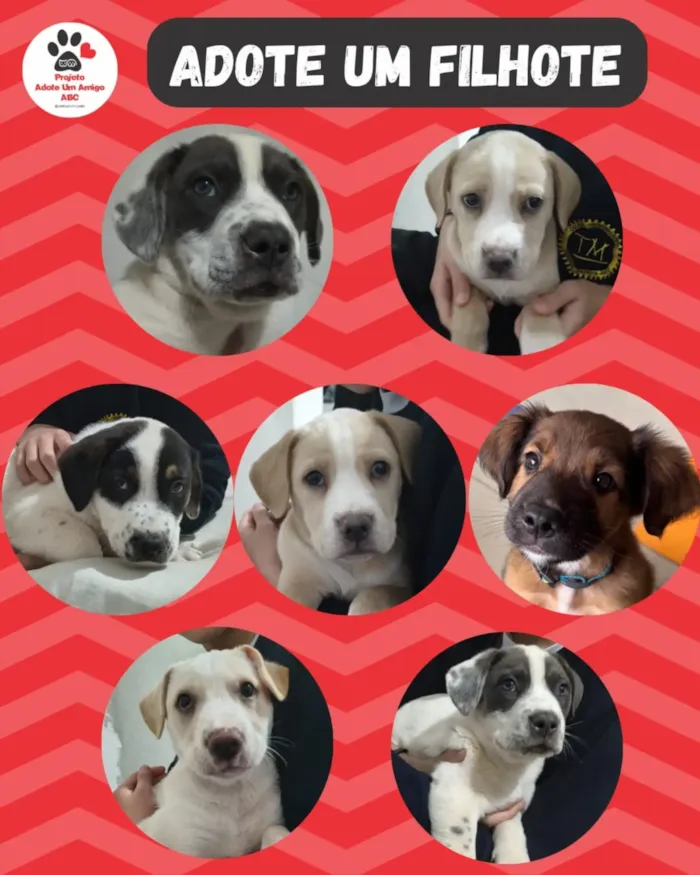 Feira de adoção de cães em São Bernardo do Campo - imagem 2