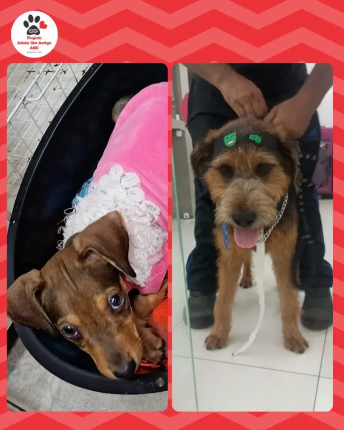 Feira de adoção de cães em São Bernardo do Campo - imagem 4