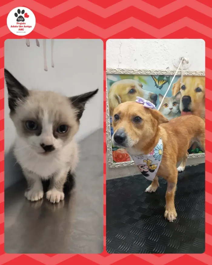 Feira de adoção de cães em São Bernardo do Campo - imagem 5