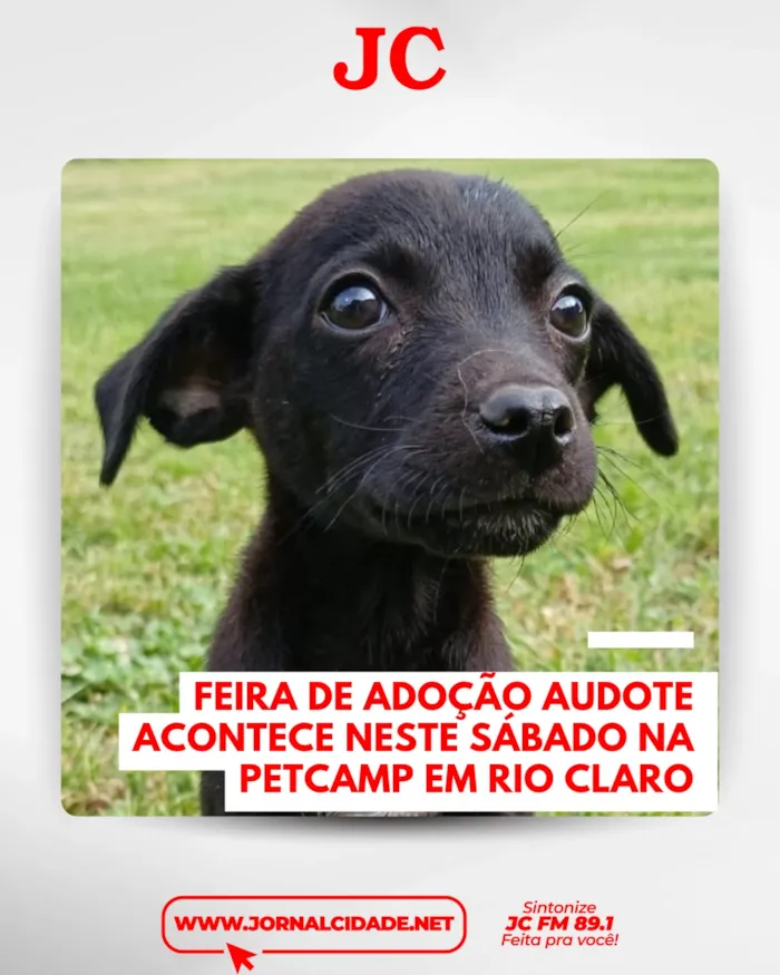 A feira de adoção Audote acontece em Rio Claro no sábado, 24 de outubro, das 10h às 13h, com animais castrados e vacinados.