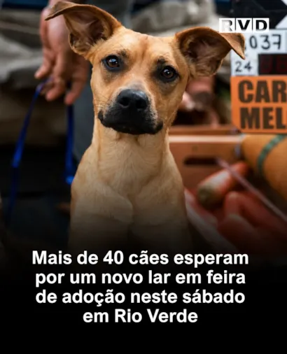 Feira de adoção em Rio Verde acontece em 24 de outubro, das 9h às 12h, com mais de 40 cães resgatados à espera de um lar.