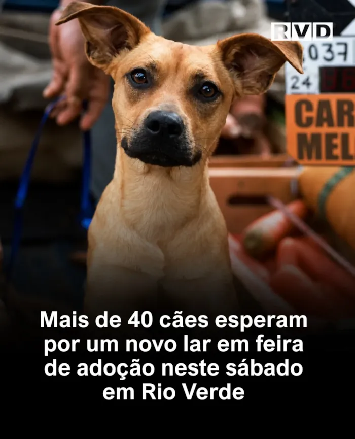Feira de adoção em Rio Verde acontece em 24 de outubro, das 9h às 12h, com mais de 40 cães resgatados à espera de um lar.