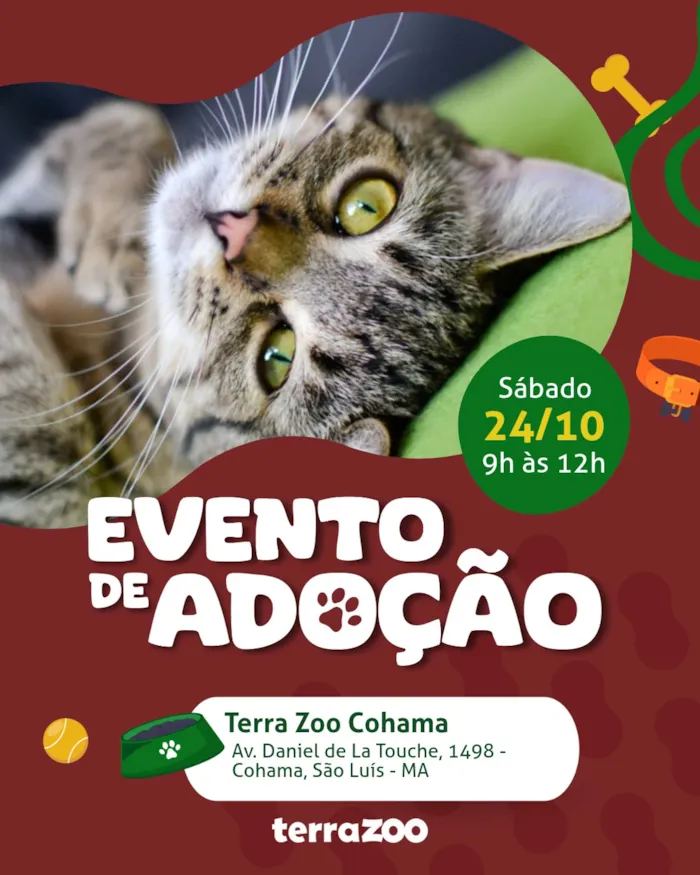 Evento de adoção em São Luís acontece sábado, 24 de outubro, das 9h às 12h, com cães e gatos e orientação para adoção responsável.