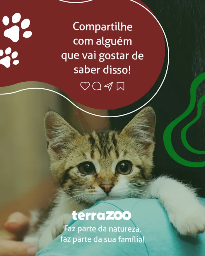Feira de adoção de cães e gatos em São Luís - imagem 5