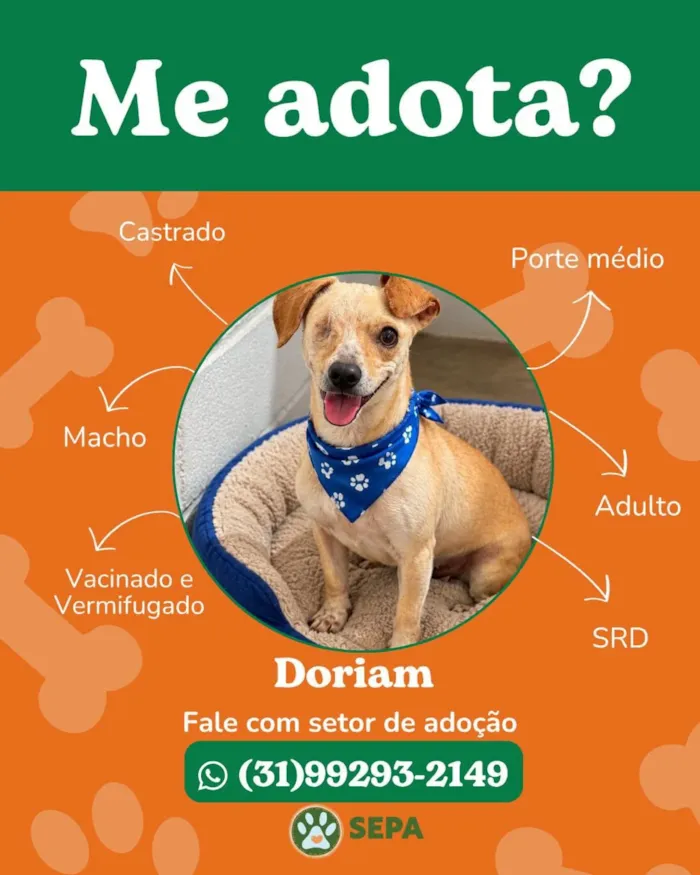 Feira de adoção no Monte Carmo Shopping, Betim - imagem 2