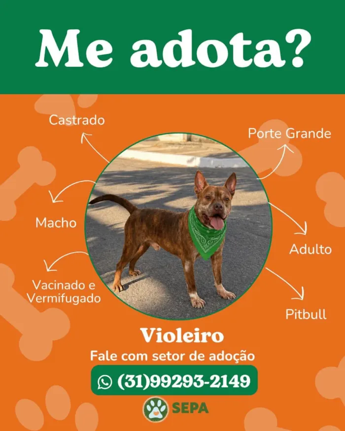 Feira de adoção no Monte Carmo Shopping, Betim - imagem 3