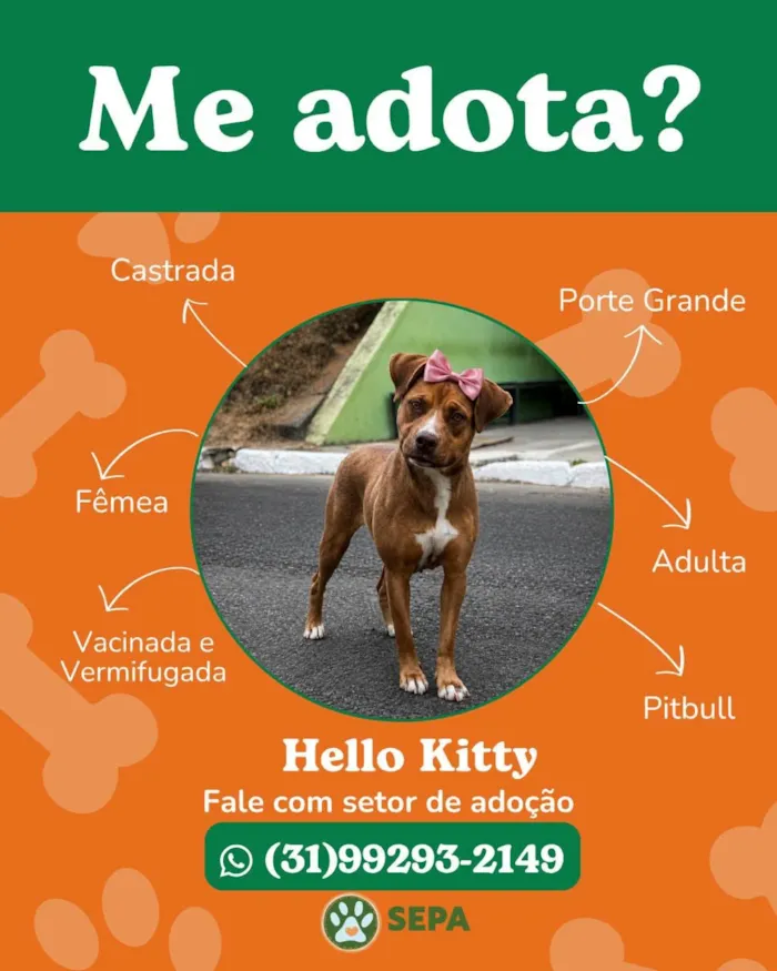 Feira de adoção no Monte Carmo Shopping, Betim - imagem 4