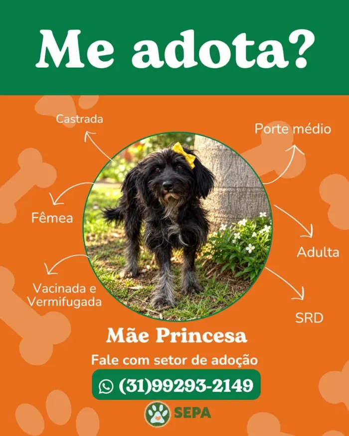 Feira de adoção no Monte Carmo Shopping, Betim - imagem 5