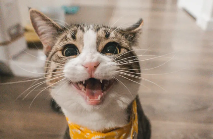 Evento gratuito em Americana será realizado em 24 de outubro, das 12h às 16h, com cães e gatos resgatados à espera de um lar.