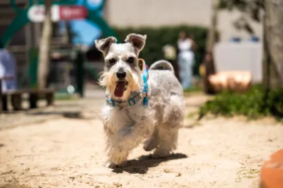 Feirinha de adoção em Porto Belo reúne cães resgatados