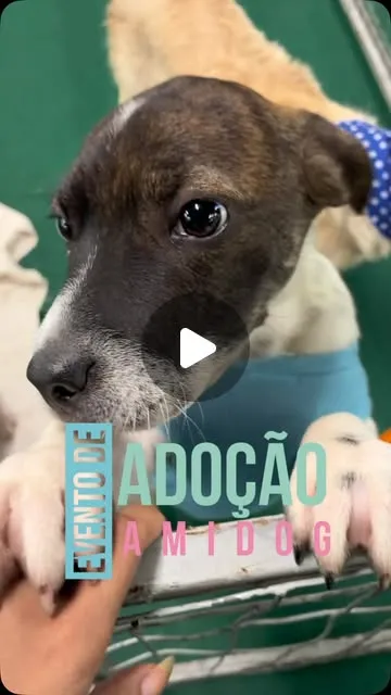 Evento de Adoção Amidog ocorre no Pátio Savassi em Belo Horizonte nos dias 23 e 24 de outubro. Adote um amigo com documento de identificação.