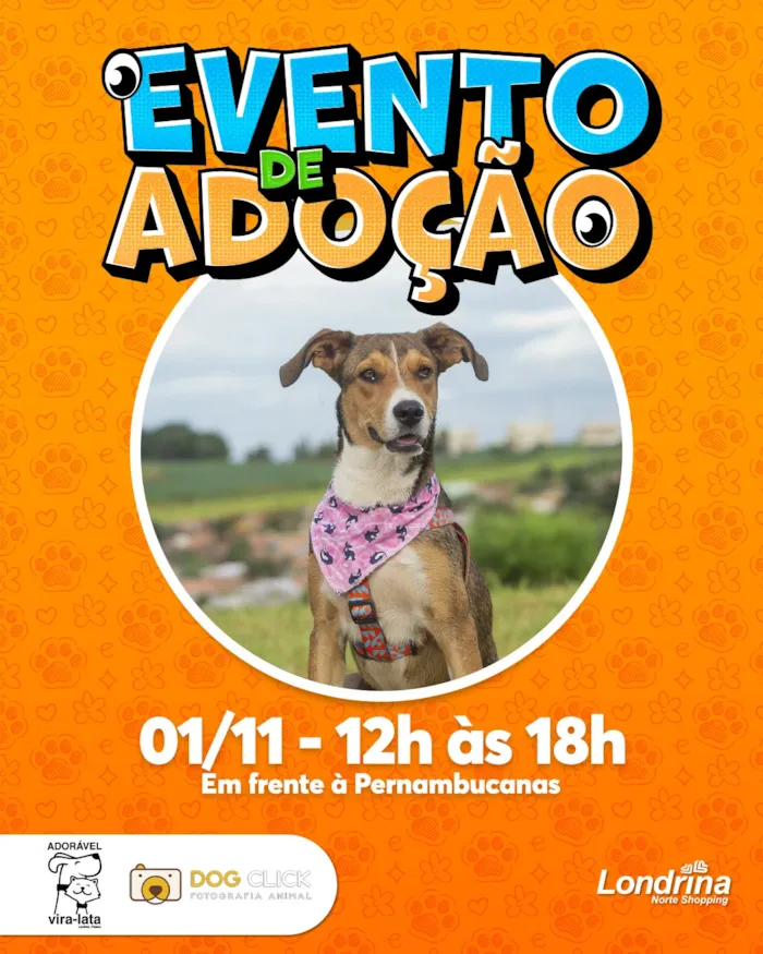 Feira de adoção em Londrina acontece em 1º de novembro, das 12h às 18h, no Norte Shopping, com cães à espera de uma família.