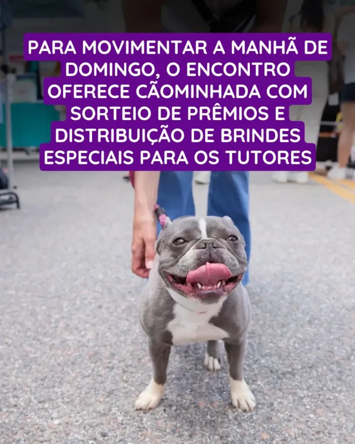 Feira de adoção de cães em São Bernardo do Campo - imagem 2