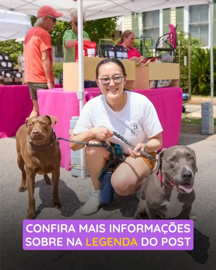 Feira de adoção de cães em São Bernardo do Campo - imagem 3