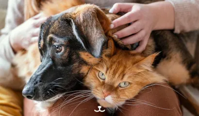 Adoção de animais em Brejo Santo acontece dia 29