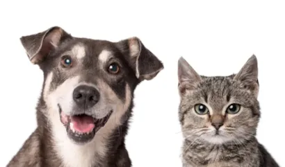 Feira de adoção de cães e gatos em Salvador