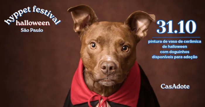 Oficina com cães para adoção acontece em São Paulo em 31 de outubro, das 10h30 às 15h, com pintura de vasos e contato com os animais.