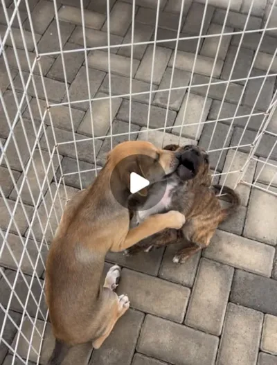 Feira de adoção especial de animais em Indaiatuba