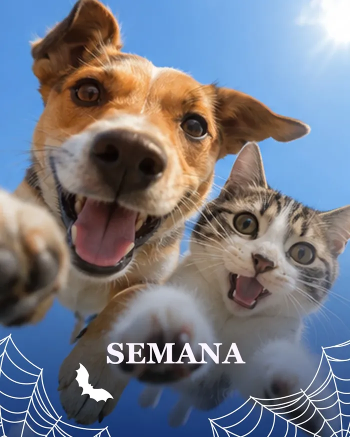 Pet Day: feira de adoção de cães em São Paulo - imagem 4