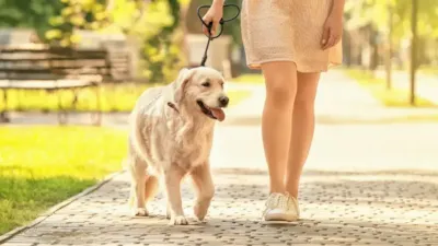 Feira de adoção de cães na Cãominhada em Sorocaba