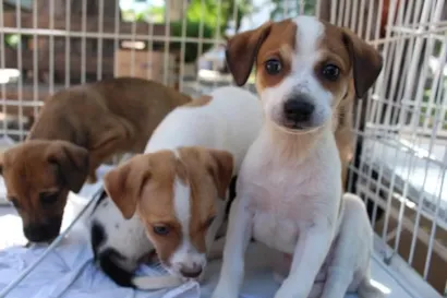 Feira de adoção em Caruaru acontece em 28 e 29 de outubro, das 9h às 12h, com cães, gatos e castração garantida.