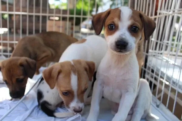 Feira de adoção em Caruaru acontece em 28 e 29 de outubro, das 9h às 12h, com cães, gatos e castração garantida.