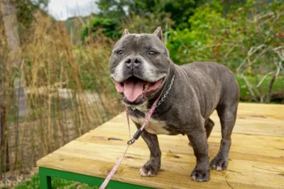 Adoção de cães em processo de adestramento em Florianópolis